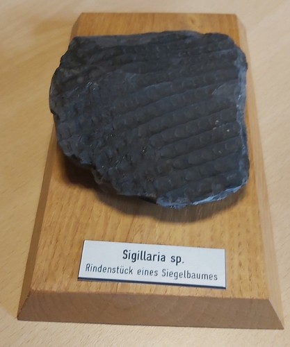 Sigillaria rindenstück - sp.,